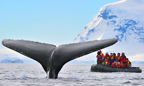 Extreme Whale Watching