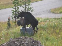 Statutory Rape Moose 3.jpg