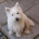 Westie