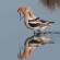 Avocet
