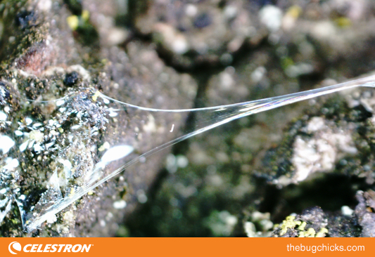 Gleaming Slime Celestron