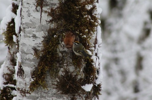 Golden Crowned Kinglet