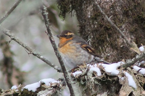 Variedthrush
