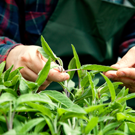 Person holding a leaf