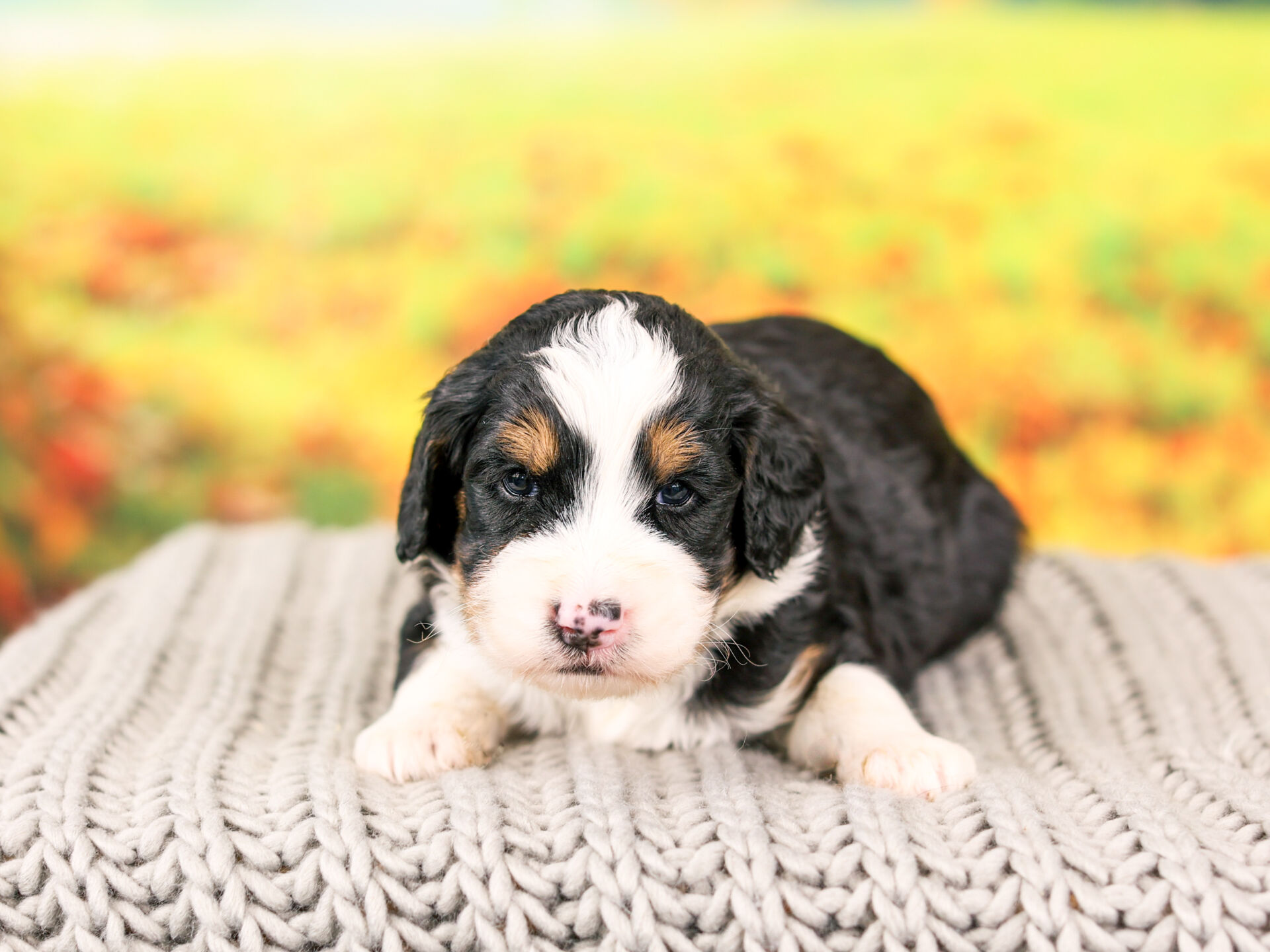 Bernedoodle Puppies