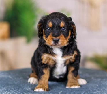 Mini Bernedoodle for Sale