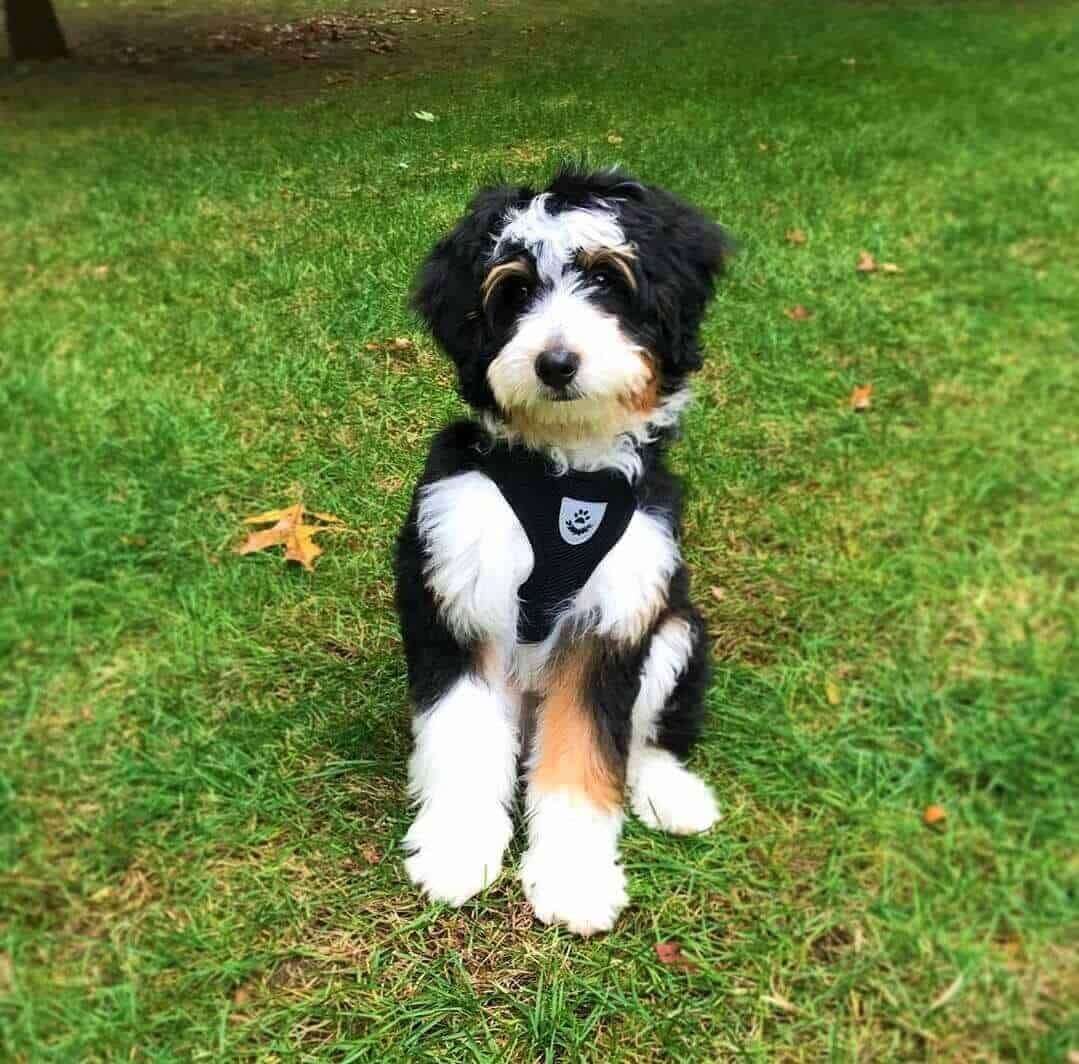 Bernedoodle Puppy