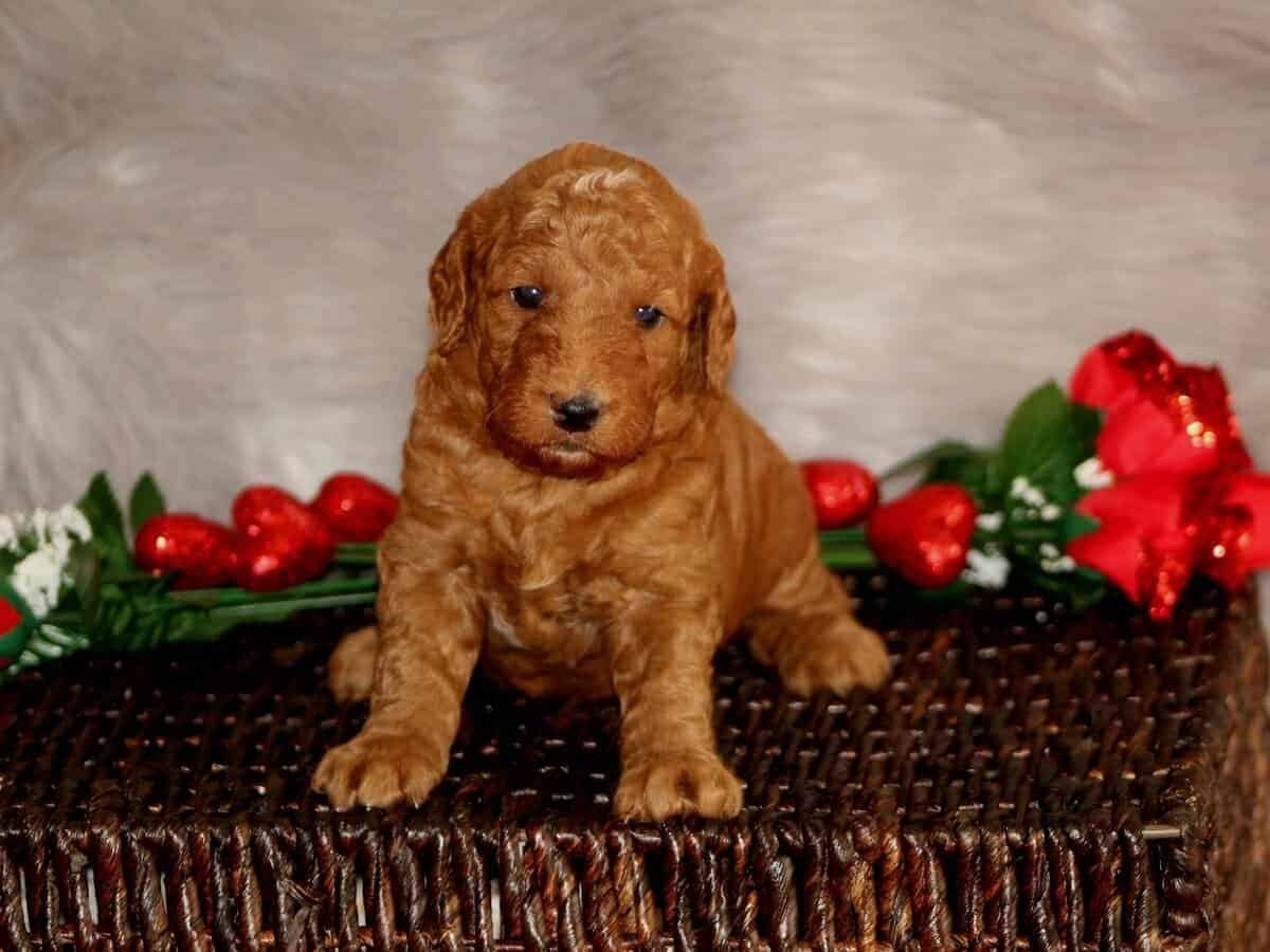 Bernedoodle Puppies for sale