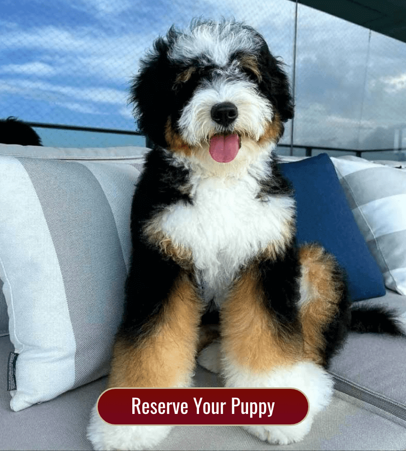 Bernedoodle puppies for sale Indianapolis