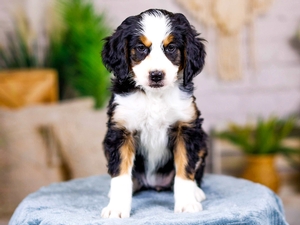 Bernedoodle Puppies for sale Indiana 