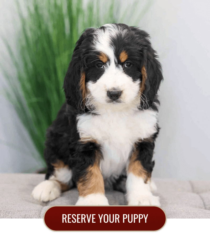 Bernedoodle Puppies for sale Florida