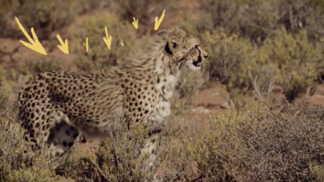 Animals Hide