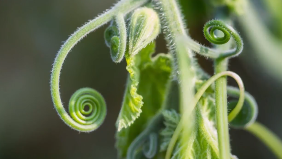 GK The Great Outdoors hero