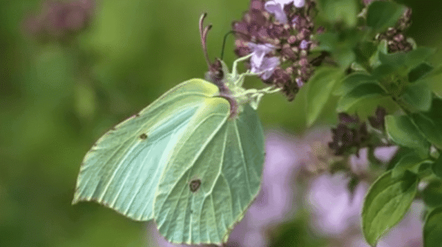 G1 2 Incredible Insects Hero SP 2d1471486be3d74d7fd69a5f9dd18962