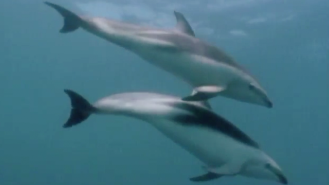 Dolphins2