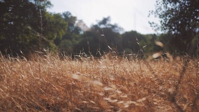 Field 7