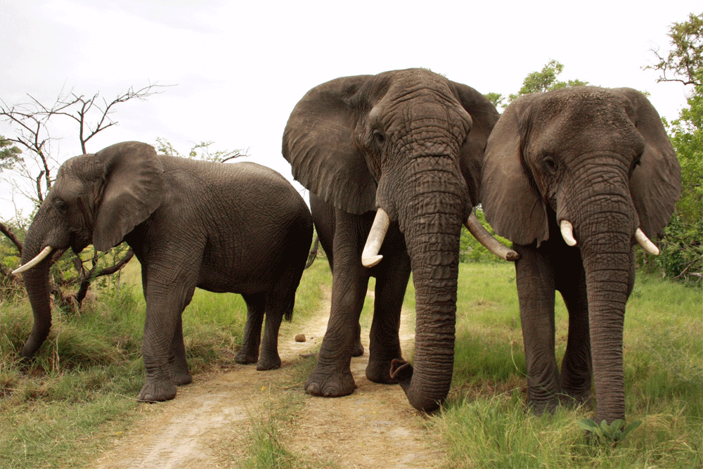 The Blind Men and the Elephant - Wall