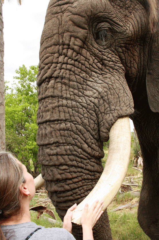 The Blind Men and the Elephant - Tusk