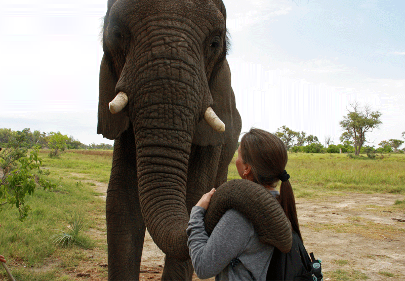 The Blind Men and the Elephant - Trunk