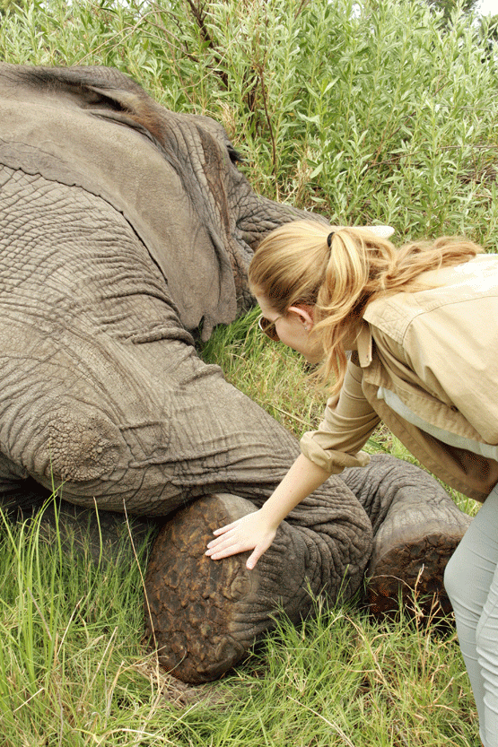 The Blind Men and the Elephant - Leg