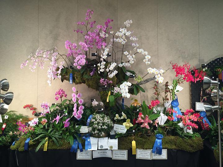 Alabama Orchid Society 32nd Annual Show and Sale