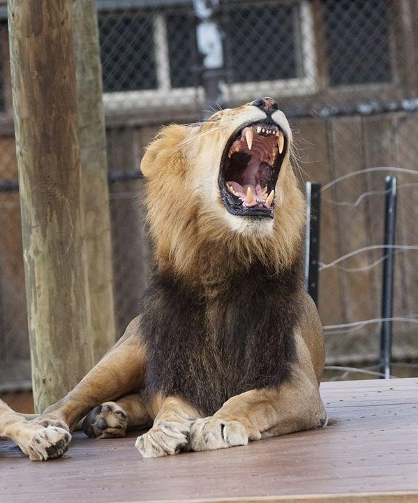 Dollar Days at Zoo Knoxville