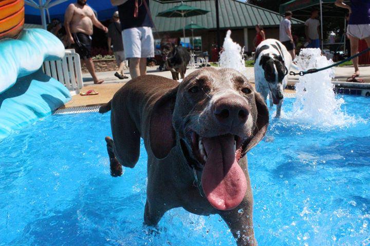 End of Summer Pool Pawty