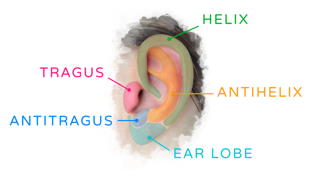 traditional_sculpting_ear-tutorial_ear_diagram