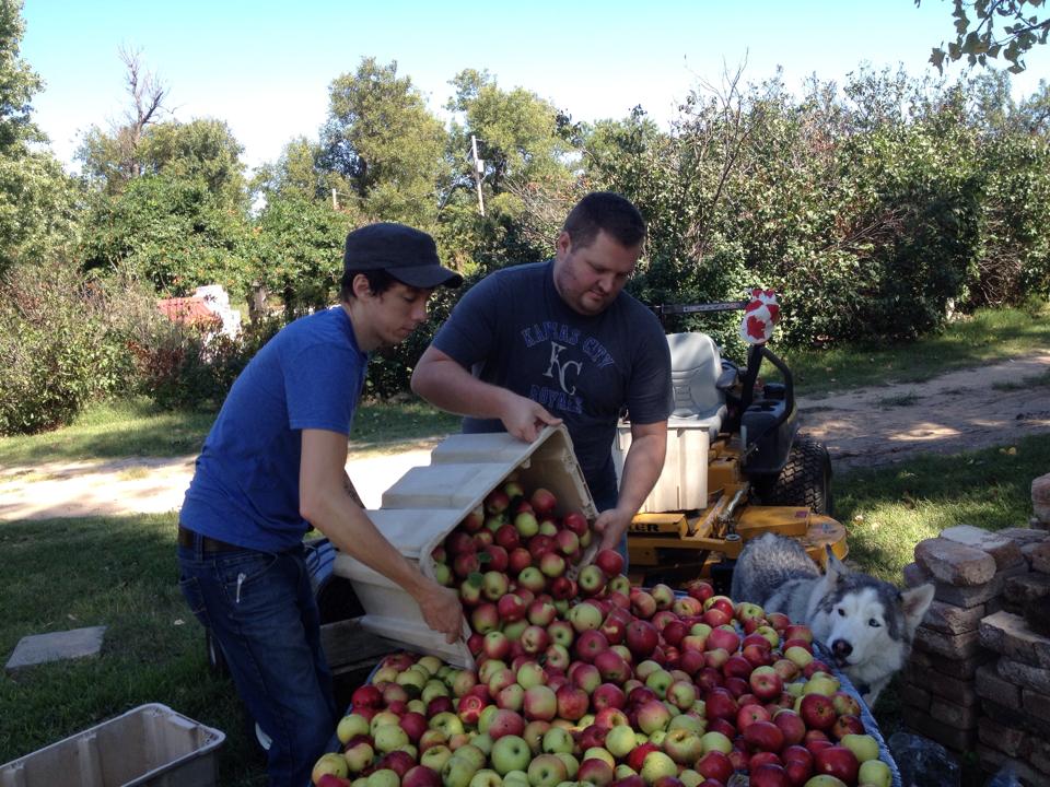 It takes a lot of apples to make cider: Jonathan working at the family orchard.