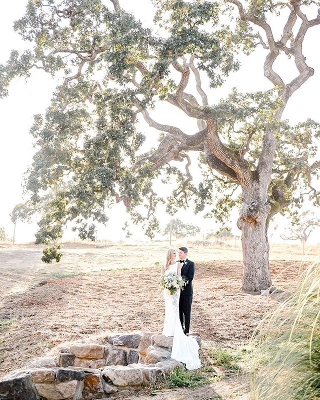 A bride and groom share an intimate moment under a grand tree on their wedding day.