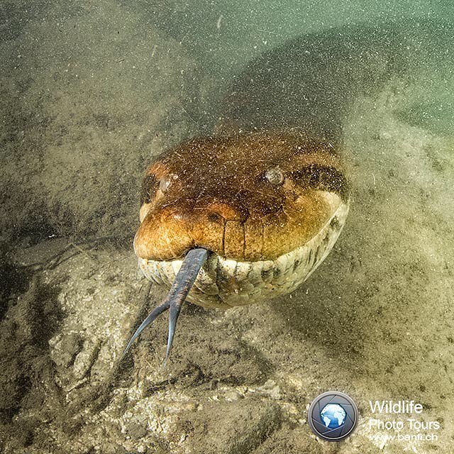 An anaconda's head close-up, its tongue forked out, swimming in murky water. Wildlife photography.