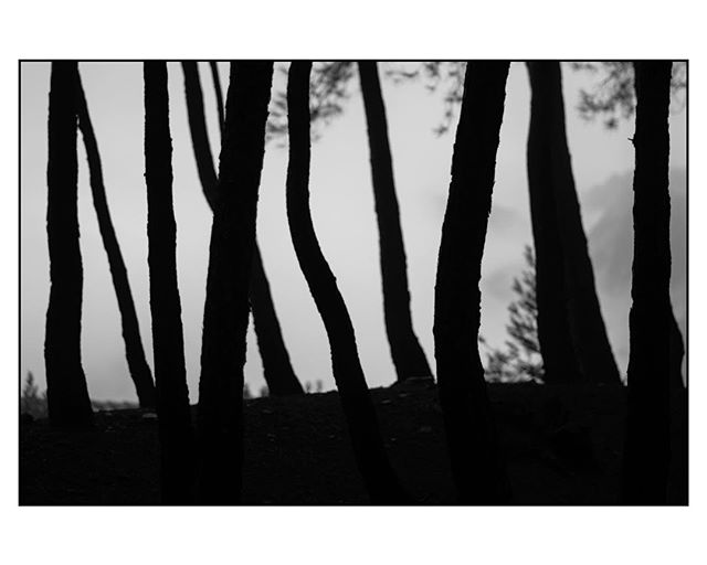 Monochrome image of silhouetted trees against a light background creates a moody and abstract nature scene.