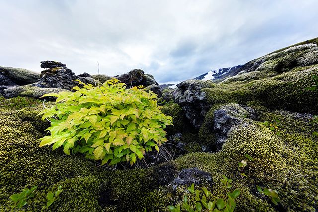 Lush moss and green plants cover a rocky landscape in Iceland, showcasing the island's unique natural beauty.