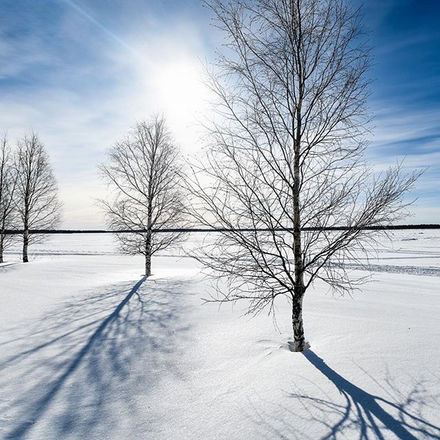 Bare trees cast long shadows across a snow-covered field under a bright, sunny, blue sky in a tranquil winter scene.