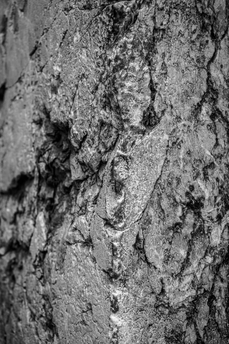 Rough Rock Surface Natural Textures Geological Patterns