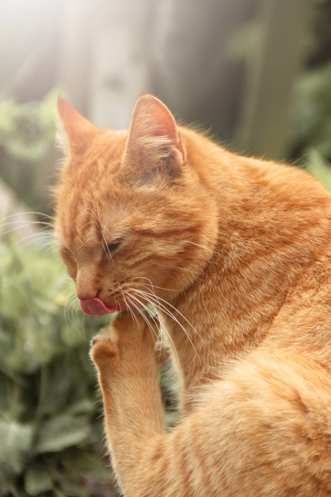 An orange tabby cat is grooming itself outdoors in a garden, captured in a warm and natural setting.