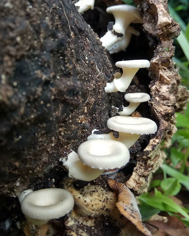 A close-up of white mushrooms growing on decaying tree bark in a forest, captured in natural light.