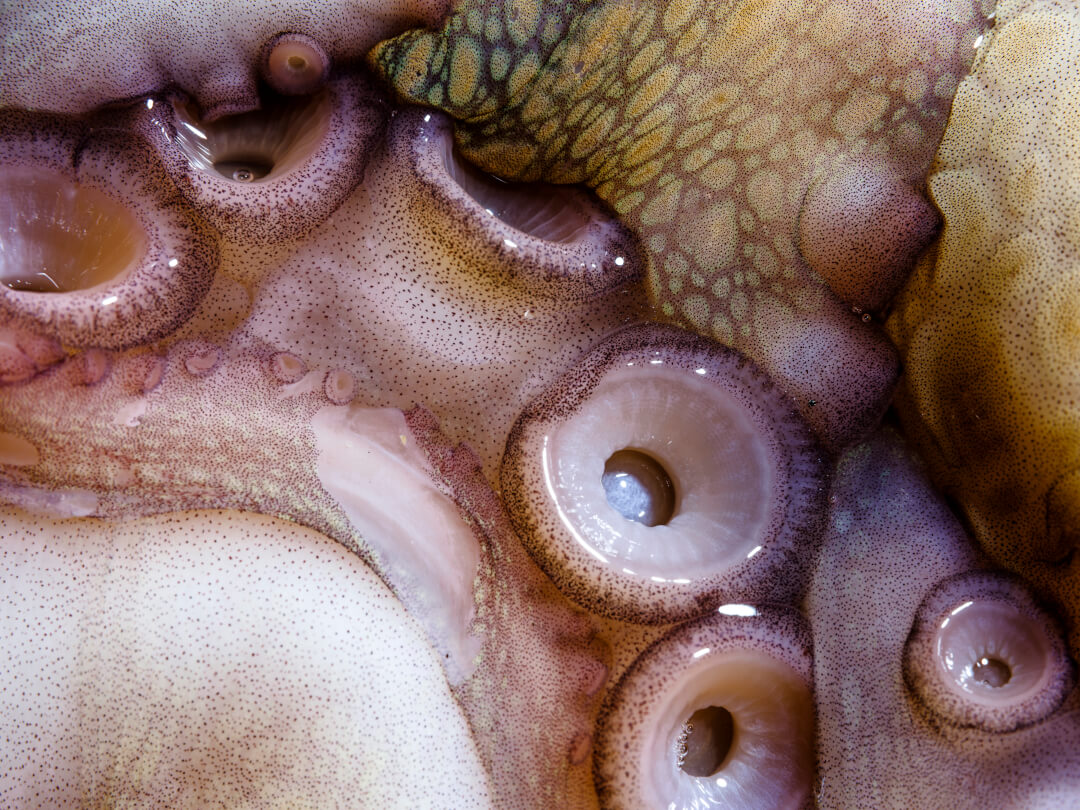 Detailed close-up of octopus tentacles showing suction cups and textured skin.