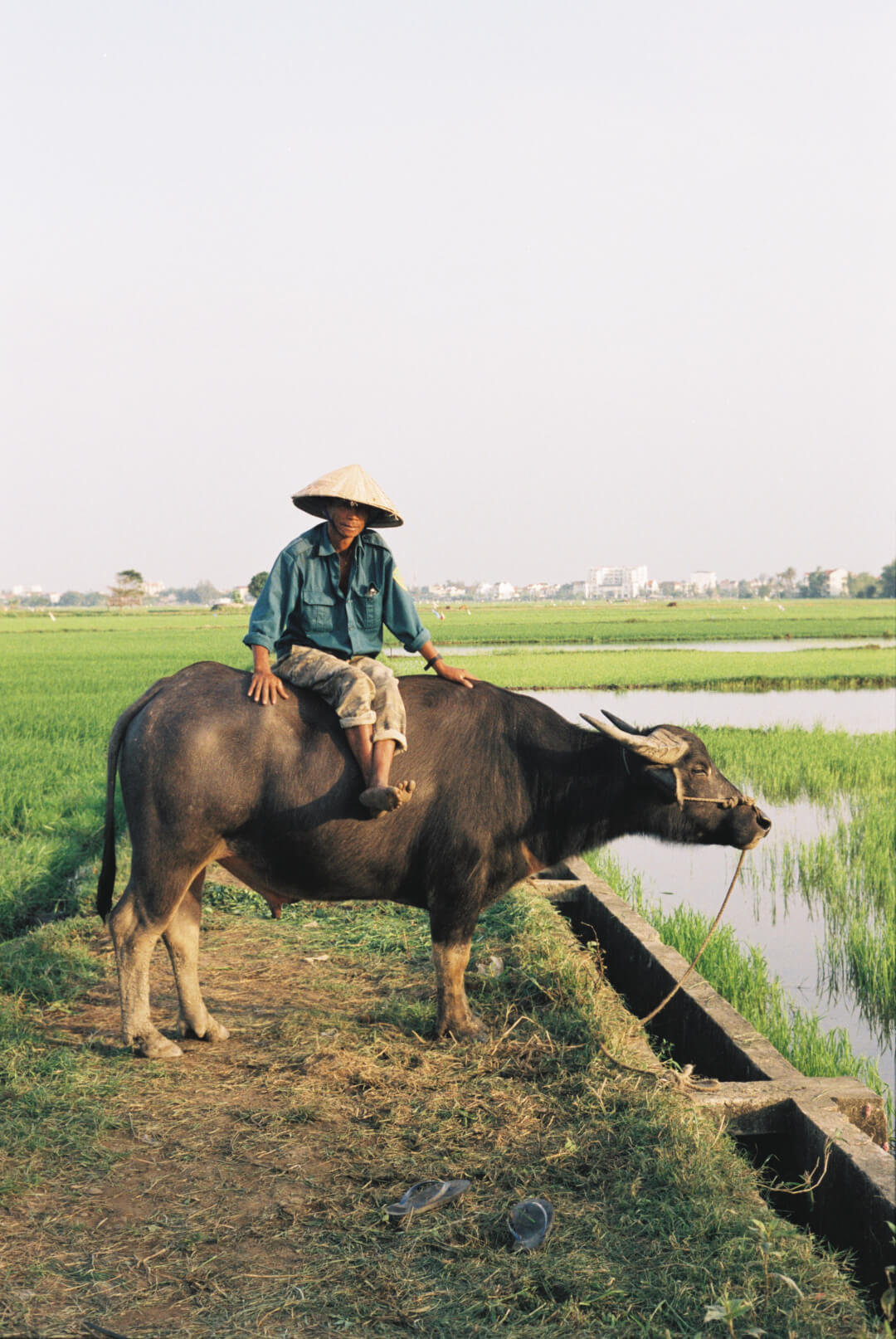 A man wearing a conical hat rides a water buffalo in a rural, green rice paddy landscape.