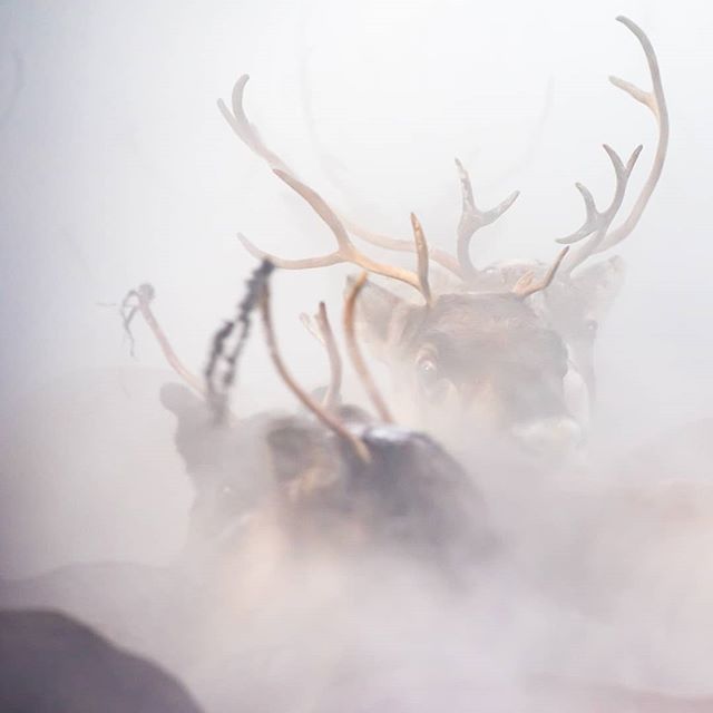 A group of reindeer with large antlers appear through the fog in a serene winter scene.