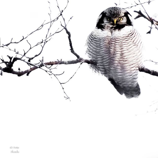 A northern hawk owl sits perched on a branch, a study in monochrome elegance.