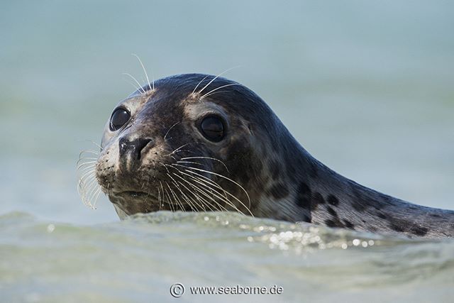 A gray seal swims in the ocean, looking at the camera in a close-up wildlife shot showcasing its natural habitat.
