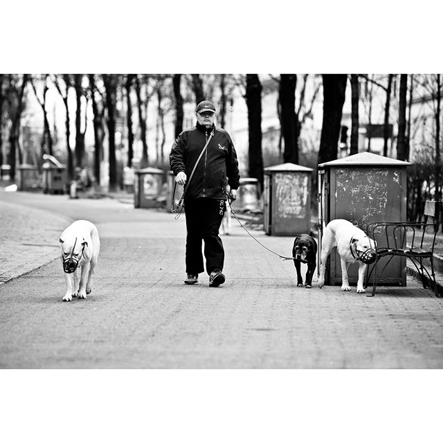 A man walks three dogs in a black and white outdoor scene, creating a serene urban moment.