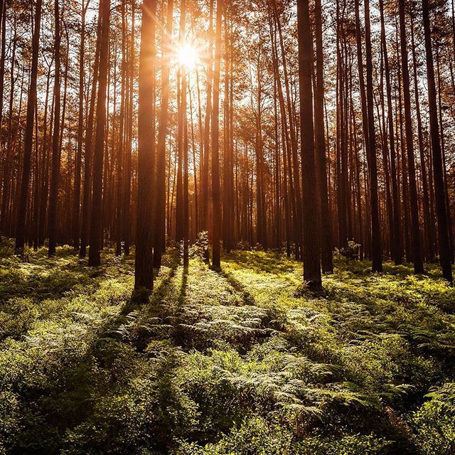 Sunlight streams through tall trees in a lush forest, creating a tranquil and scenic natural landscape.