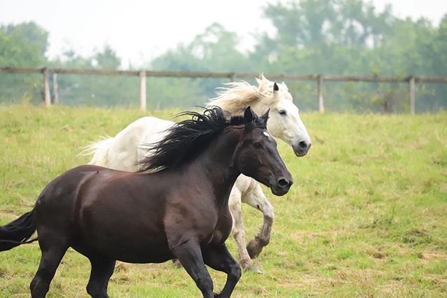 Two horses, one brown and one white, run side by side in a grassy field.