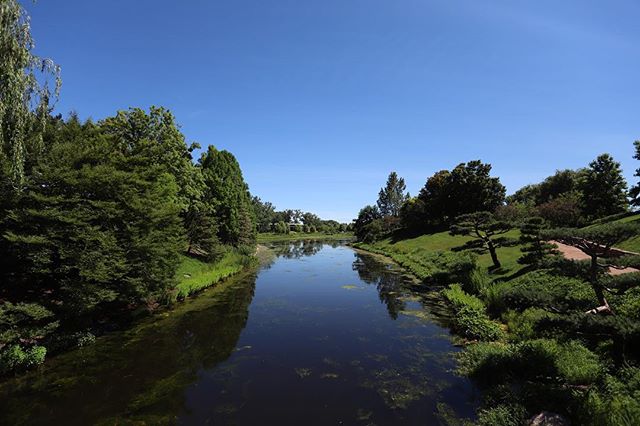 A serene pond surrounded by lush greenery under a clear blue sky offers a peaceful escape into nature.