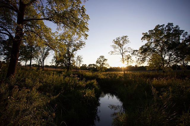 A tranquil meadow scene with a stream running through tall grass and trees, under a clear sky during sunset.