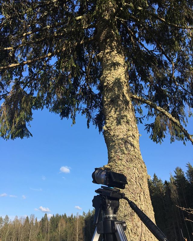 A camera on a tripod capturing a majestic tree against a blue sky in a serene woodland setting.