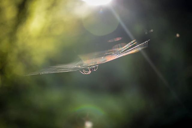 A spider hangs on its delicate web, backlit by the sun in a natural setting.