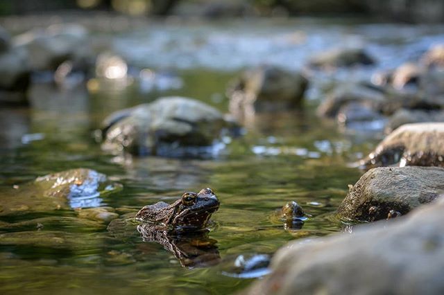 A frog sits in calm water surrounded by rocks, a serene natural scene.